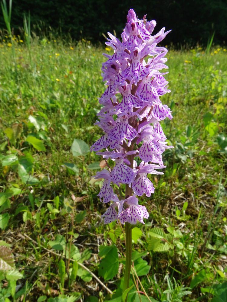 Orchis